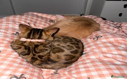 Bengal cats for sale: cute bengal boy - Advert 2