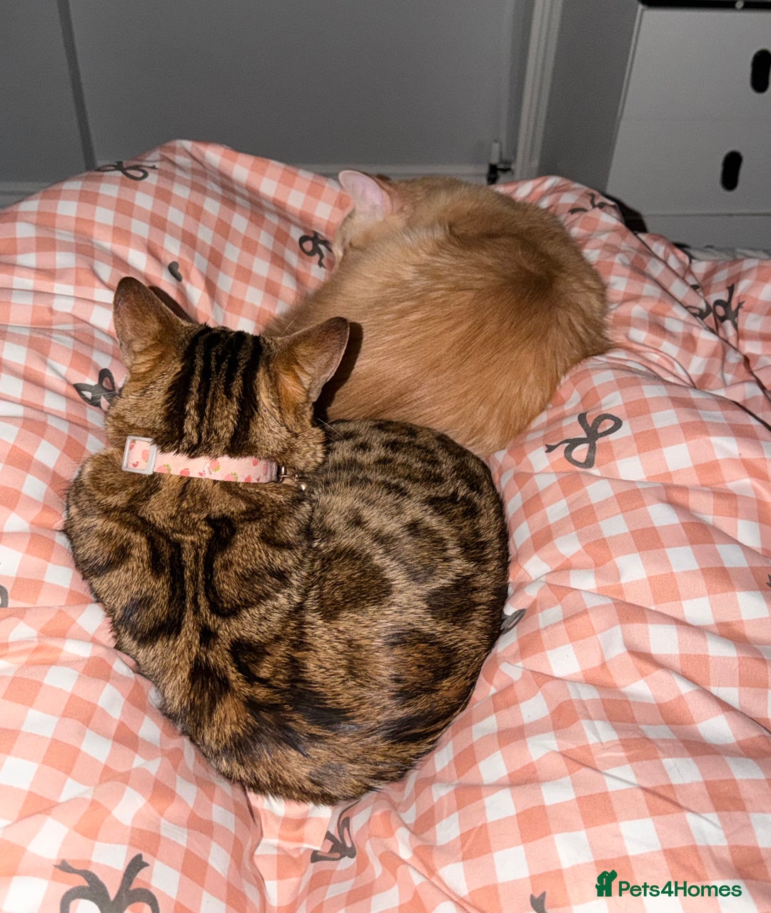 Bengal cats for sale: cute bengal boy - Advert 2