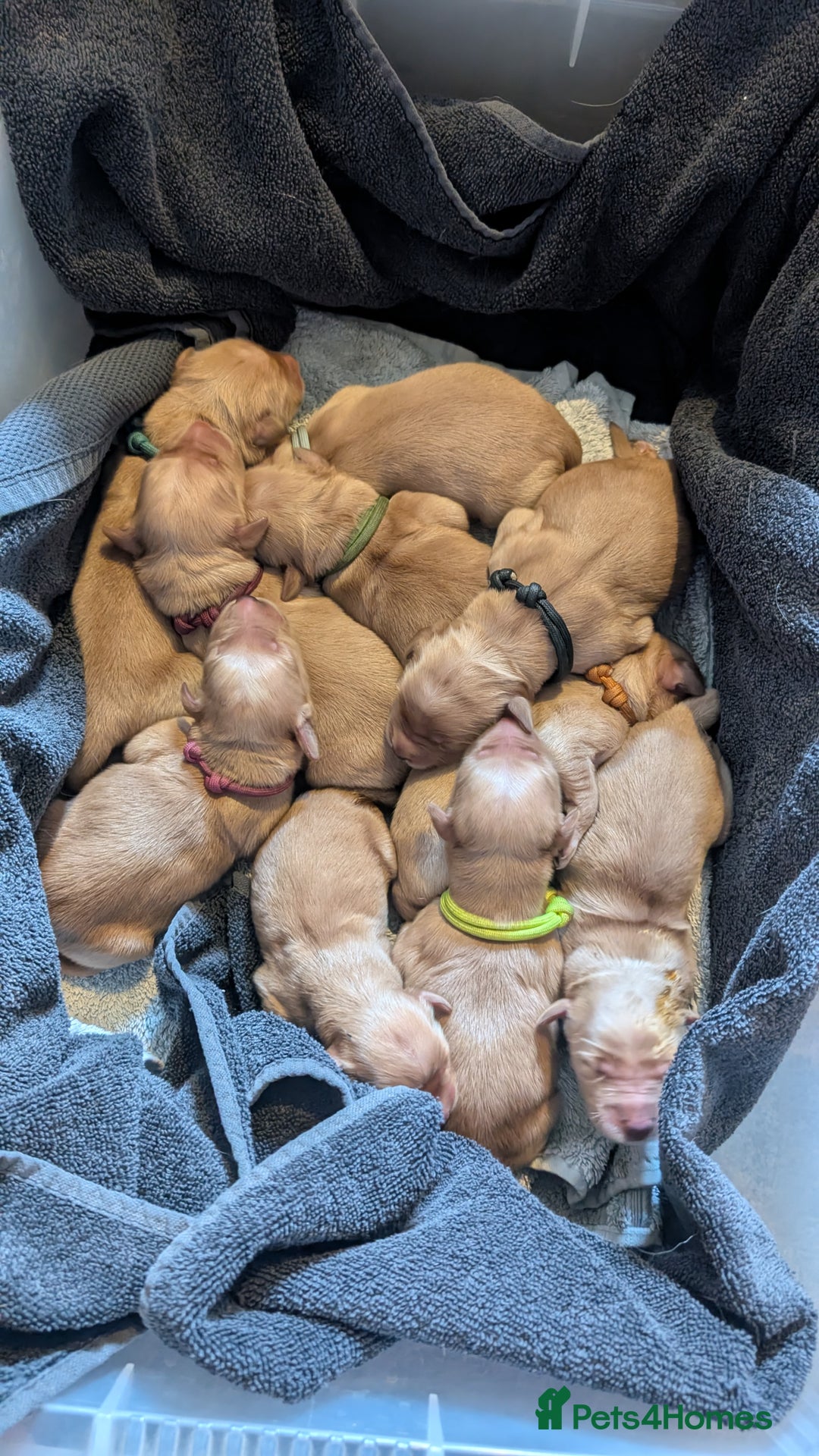 Golden Retriever dogs for sale: Working Golden Retriever Puppies  - Advert 4