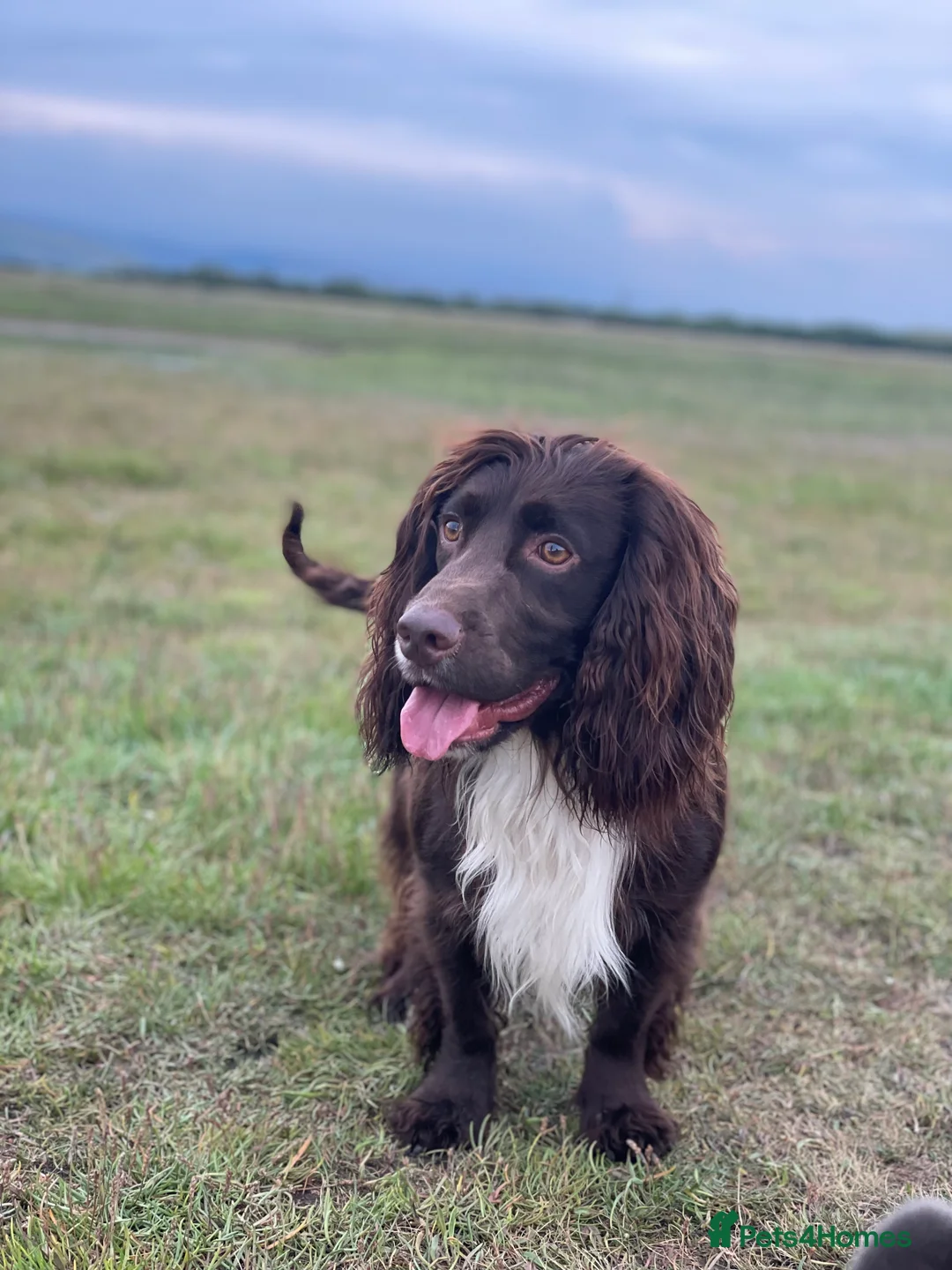 Cocker Spaniel dogs for stud: Health tested kc working cocker spaniel STUD in Walsall - Advert 11