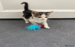 Mixed Breed cats for sale: Beautiful kittens ready now  - Image 7