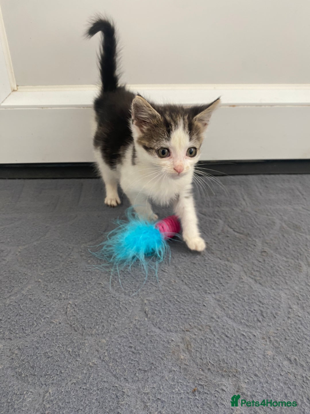 Mixed Breed cats for sale: Beautiful kittens ready now  - Image 7