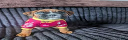 Boxer dogs for sale: Stunning boxer puppies  - Advert 14