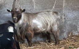 Goats livestock for sale: PYGMY BILLY - PROVEN - Image 2