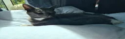 Russian Blue cats for sale: Blue Russian Babies For Sale  in Swansea - Advert 1
