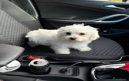 Maltese dogs for sale: Maltese puppies  - Image 24