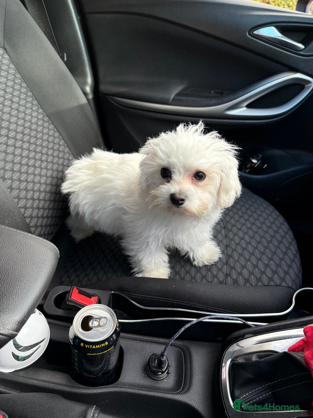 Maltese dogs for sale: Maltese puppies  - Image 24