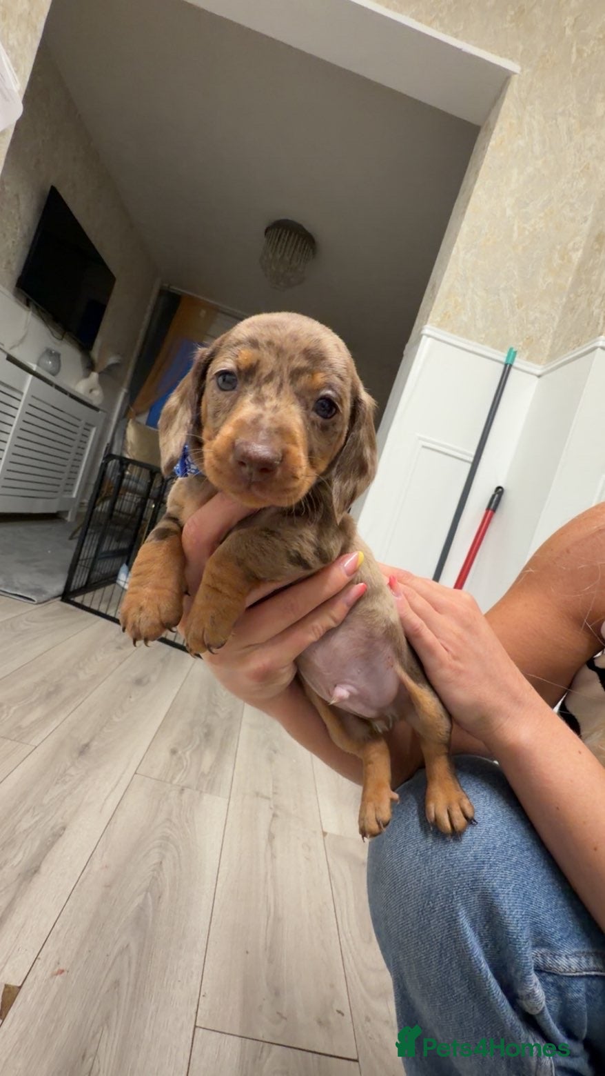 Miniature Dachshund dogs Ready to leave £850 Beautiful Miniture dachshund - Advert 6
