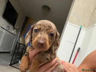 Miniature Dachshund dogs Ready to leave £850 Beautiful Miniture dachshund - Advert 5