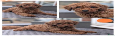 Cavapoo Puppy 2