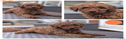 Cavapoo dogs for sale: Adorable Cavapoo puppies - Advert 11