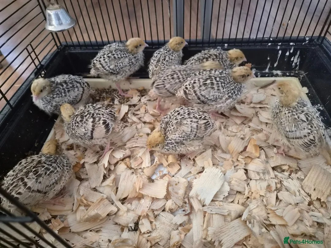 Quail poultry for sale: Baby quail  - Advert 2