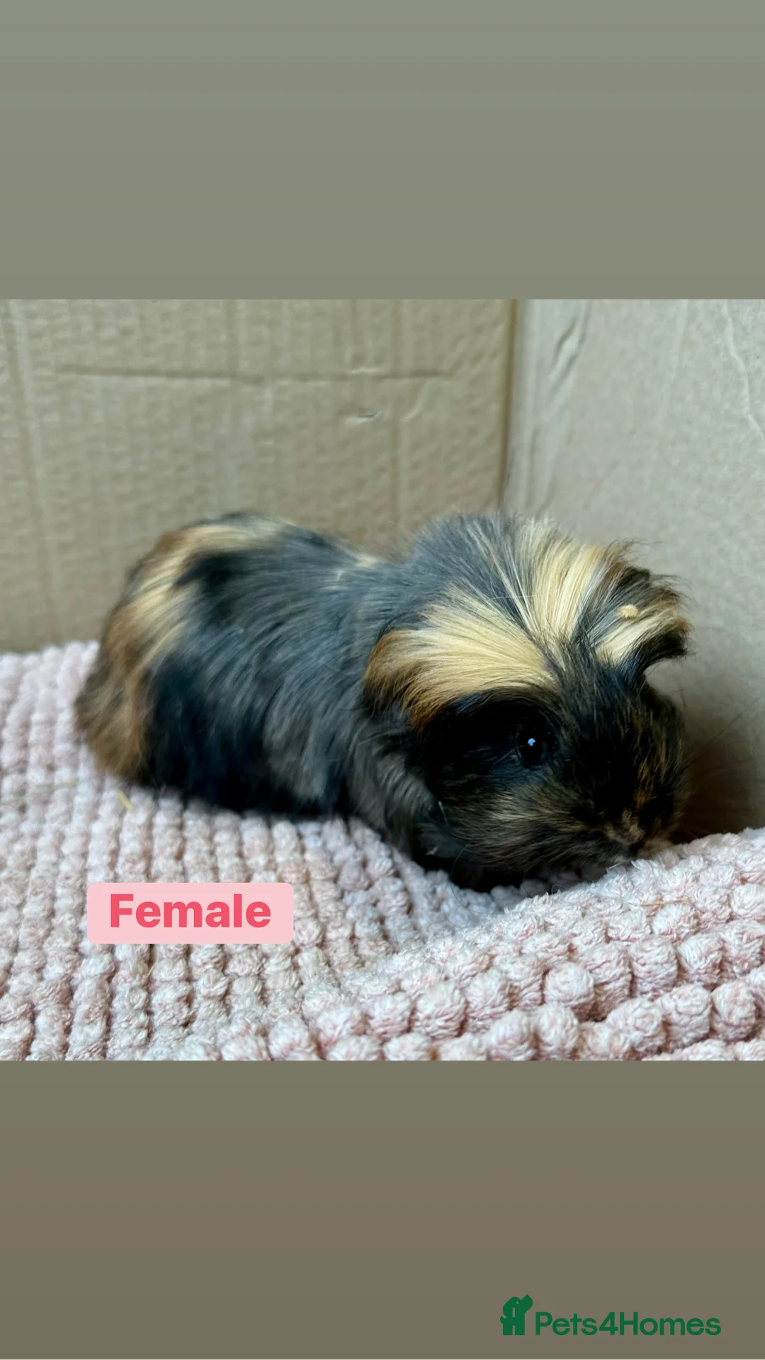 Guinea Pig rodents for sale: Young Guinea pigs  - Advert 1