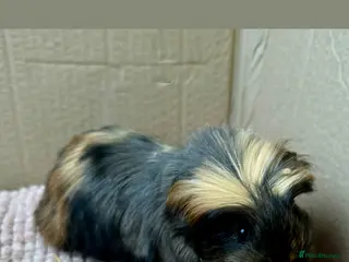 Guinea Pig rodents Young Guinea pigs - Advert 6