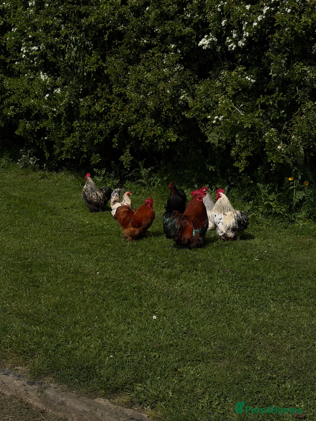 Chickens poultry for sale: Pekin Bantam Cockerels - Advert 2