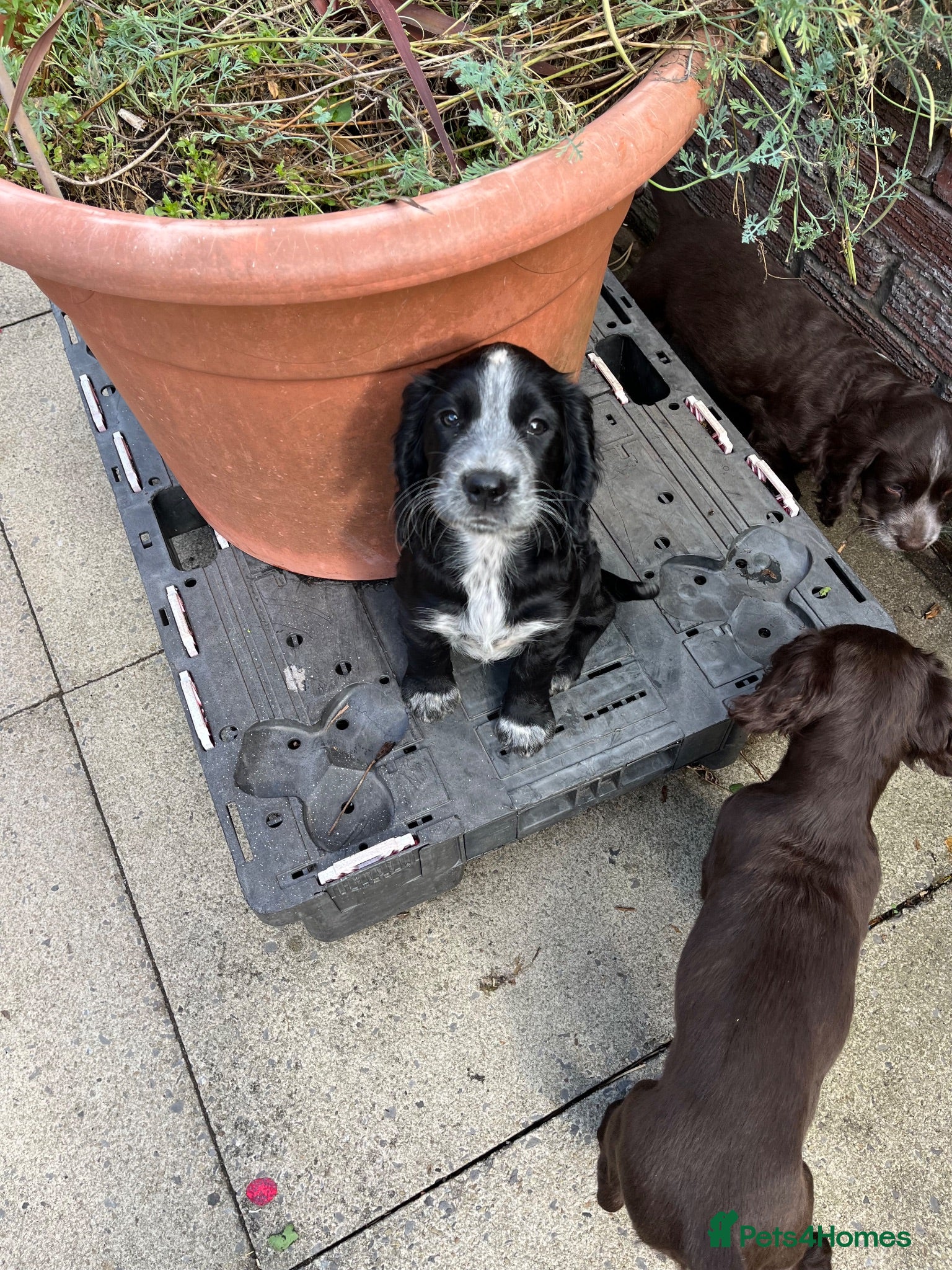 Cocker Spaniel dogs Cocker spaniel, only one left! - Advert 13