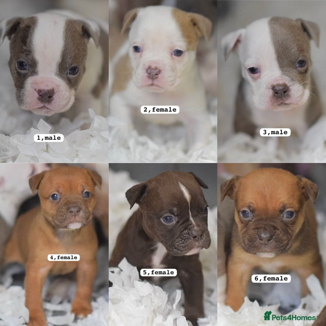 Olde English Bulldogge dogs for sale: COUNCIL APPROVED⭐️5 RATED. 23 YEARS EXPERIENCE  - Advert 4