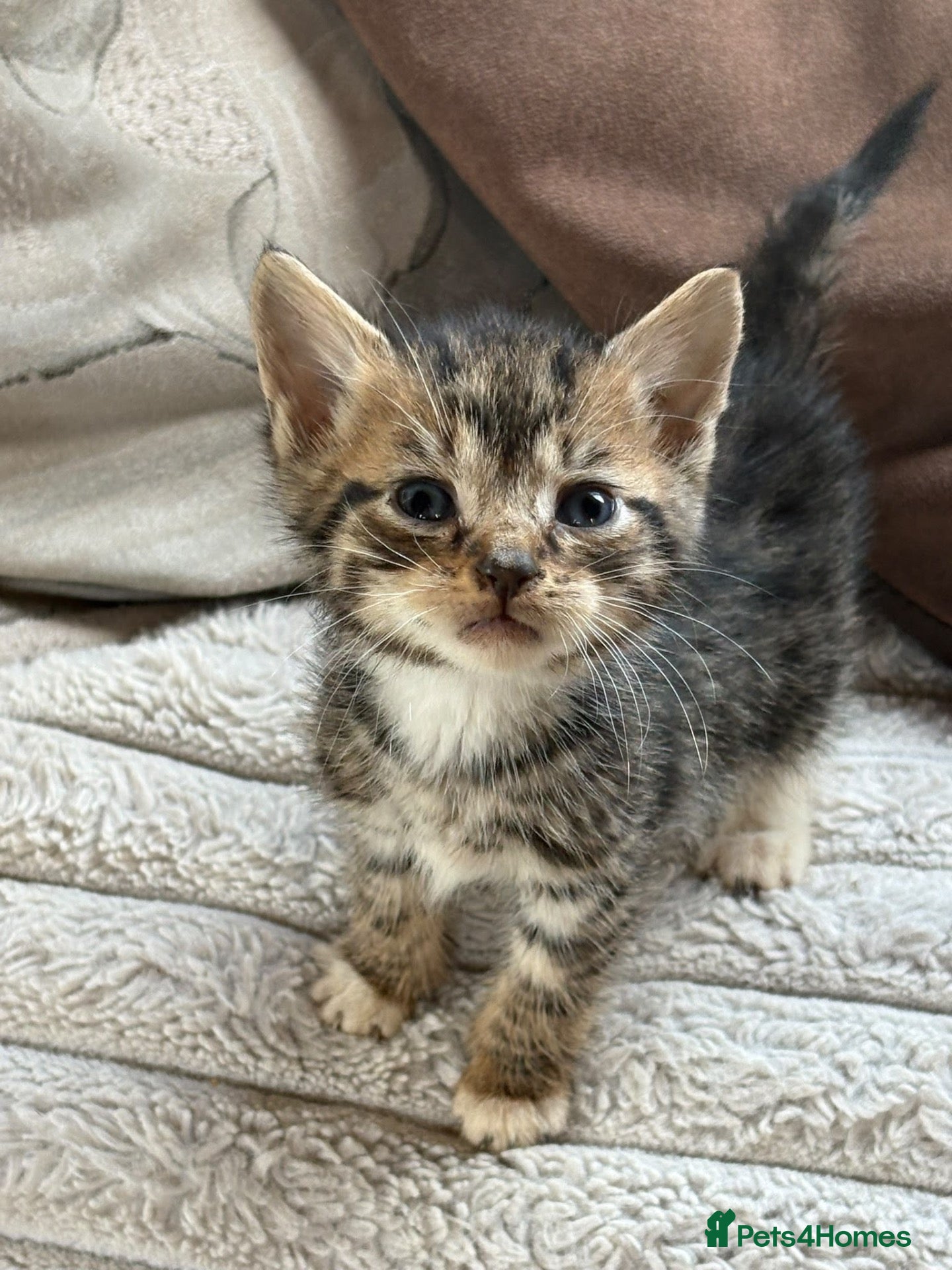 Mixed Breed cats Beautiful kittens - Advert 1