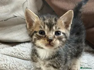 Mixed Breed cats Beautiful kittens - Advert 1