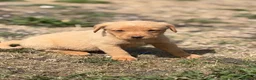 Labrador Retriever dogs for sale: 7 gorgeous kc Labrador puppies - Advert 15