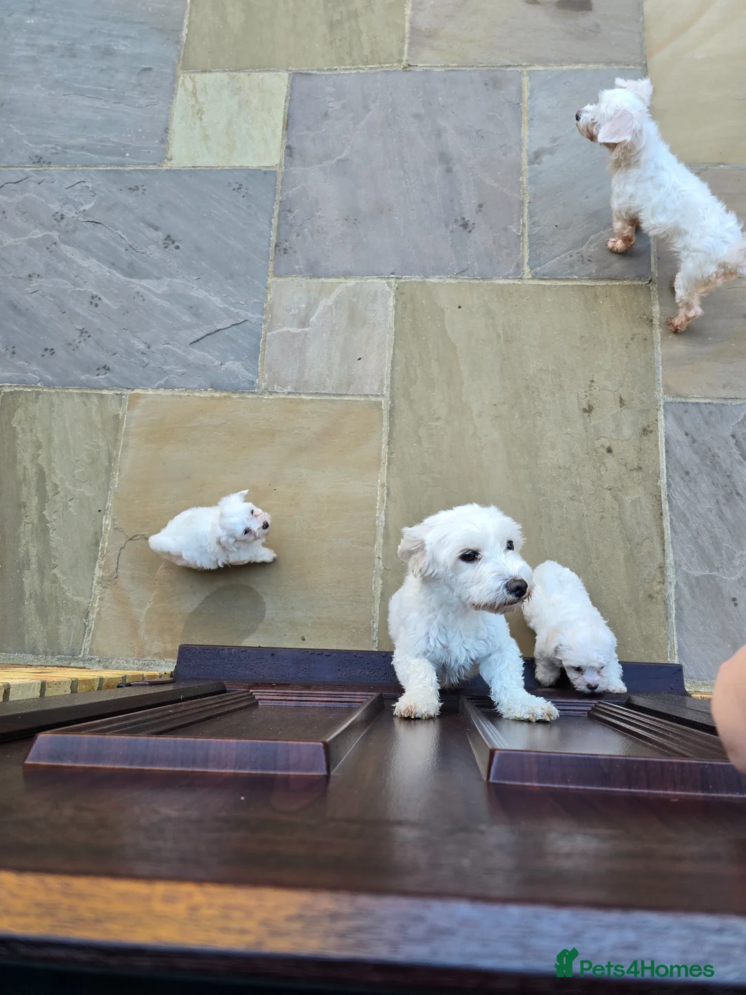 Maltese dogs for sale: Maltese - Advert 4
