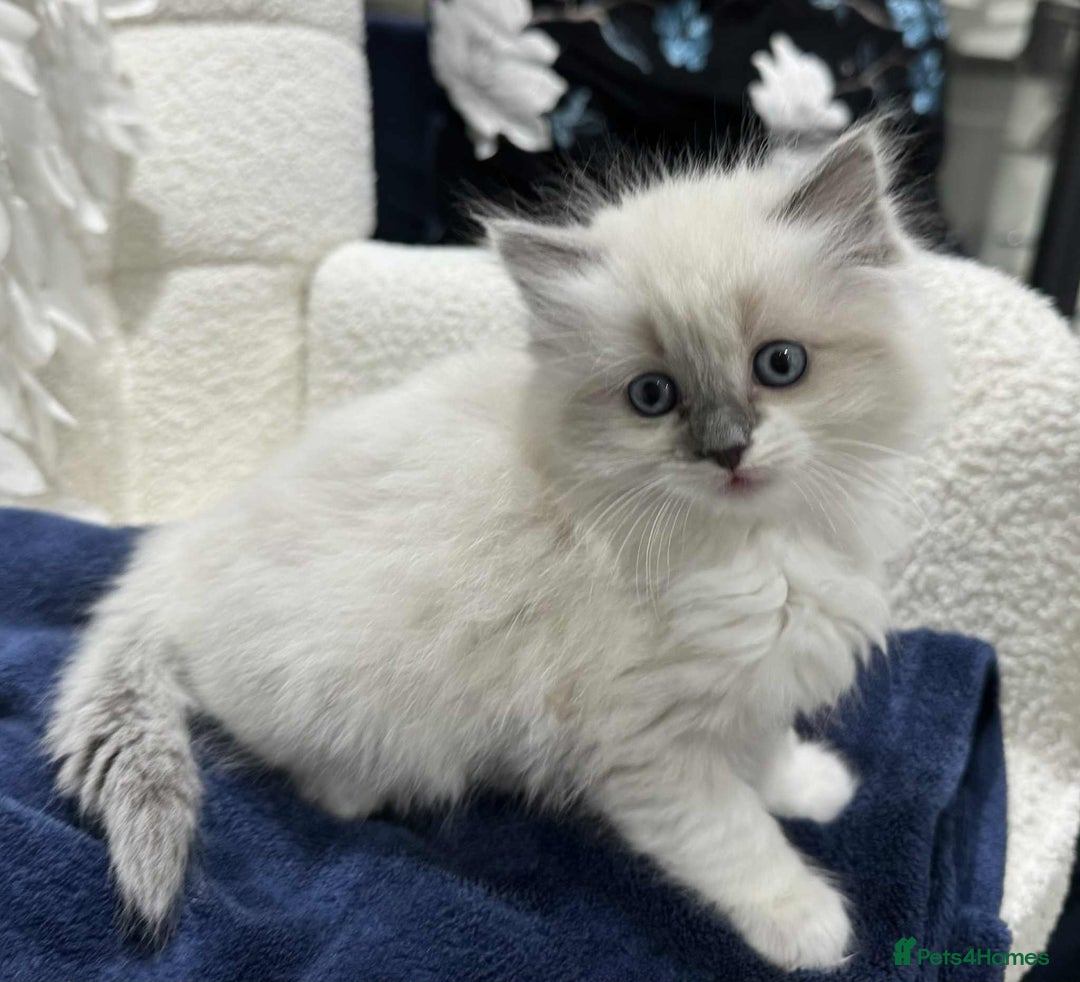 Ragdoll cats for sale: Lovely Ragdoll Kittens  - Advert 9