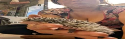 Pygmy Hedgehog rodents for sale: Baby African Pygmy Hoglets and online tutorial - Advert 7