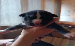 Mixed Breed dogs for sale: Husky mix Labrador  - Advert 14