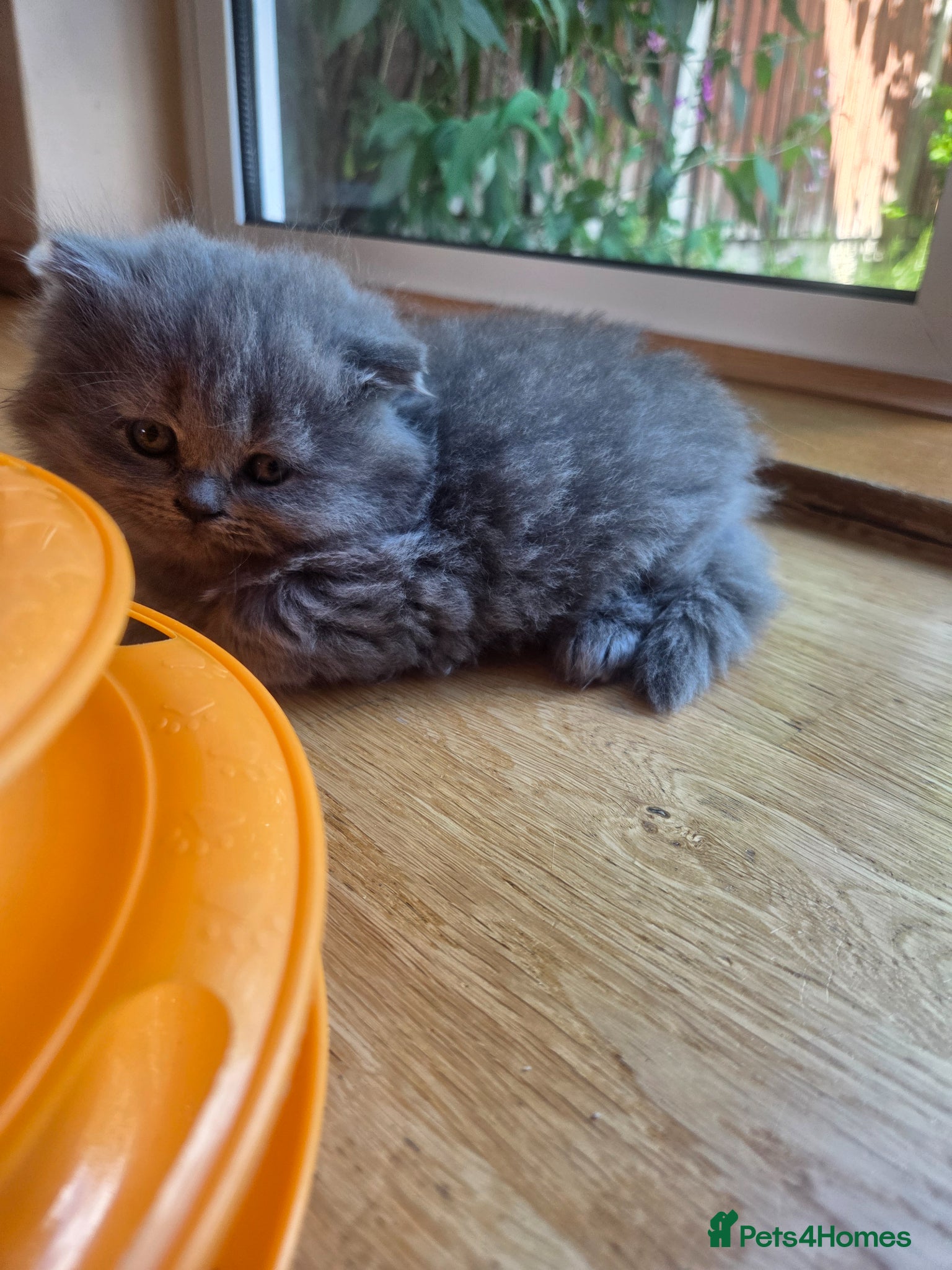 Scottish Fold cats for sale: Scottish kittens blue fold and straight boy, girl in Nottingham - Advert 26