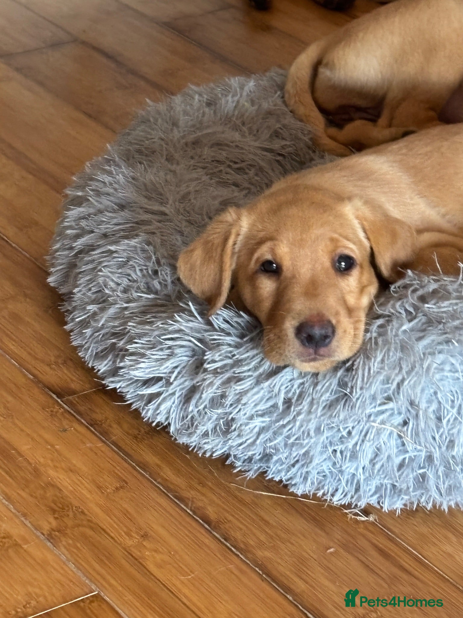 Labrador Retriever dogs KC registered Fox Red Labrador Puppies - Advert 2