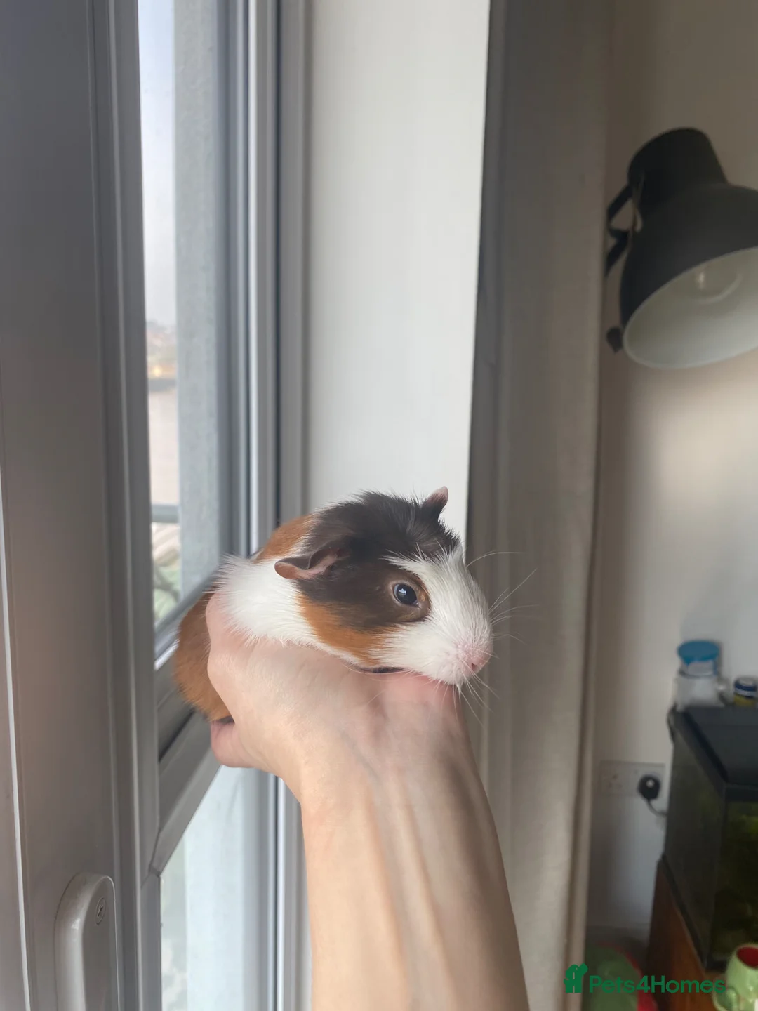 Guinea Pig rodents for sale: Female baby and mum Guinea pig  - Advert 2