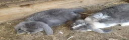 French Lop rabbits for sale: Giant french lops  - Advert 7
