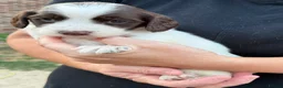 Cocker Spaniel dogs for sale: Beautiful Cocker Spaniel Puppies Beautiful Colours - Advert 10