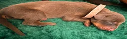 Dobermann dogs for sale: KC Registered Dobermans | 91 Champions in Parents - Advert 6