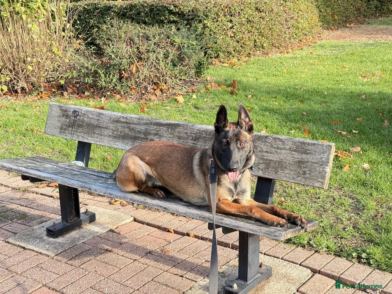 Belgian Shepherd Dog dogs for sale: Lexi  - Advert 17