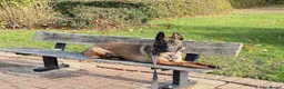 Belgian Shepherd Dog dogs for sale: Lexi  in Milton Keynes - Advert 1