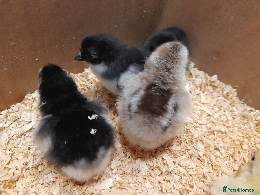 Chickens poultry for sale: Mixed breed chicks and set up - Image 2