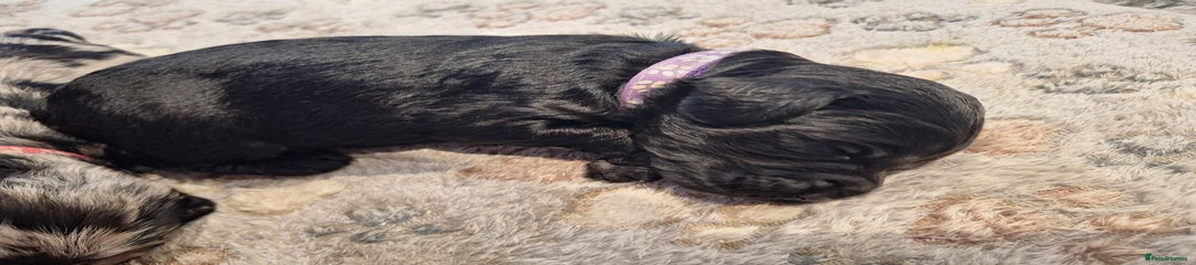 Sproodle Puppy 1 - Purple