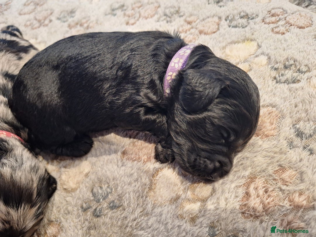 Sproodle dogs for sale: Sproodle Merle puppies  - Image 10