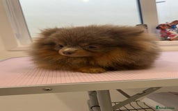 Pomeranian dogs for stud: 1.6kg Lilac/Tan stud ovulation test included  - Image 8