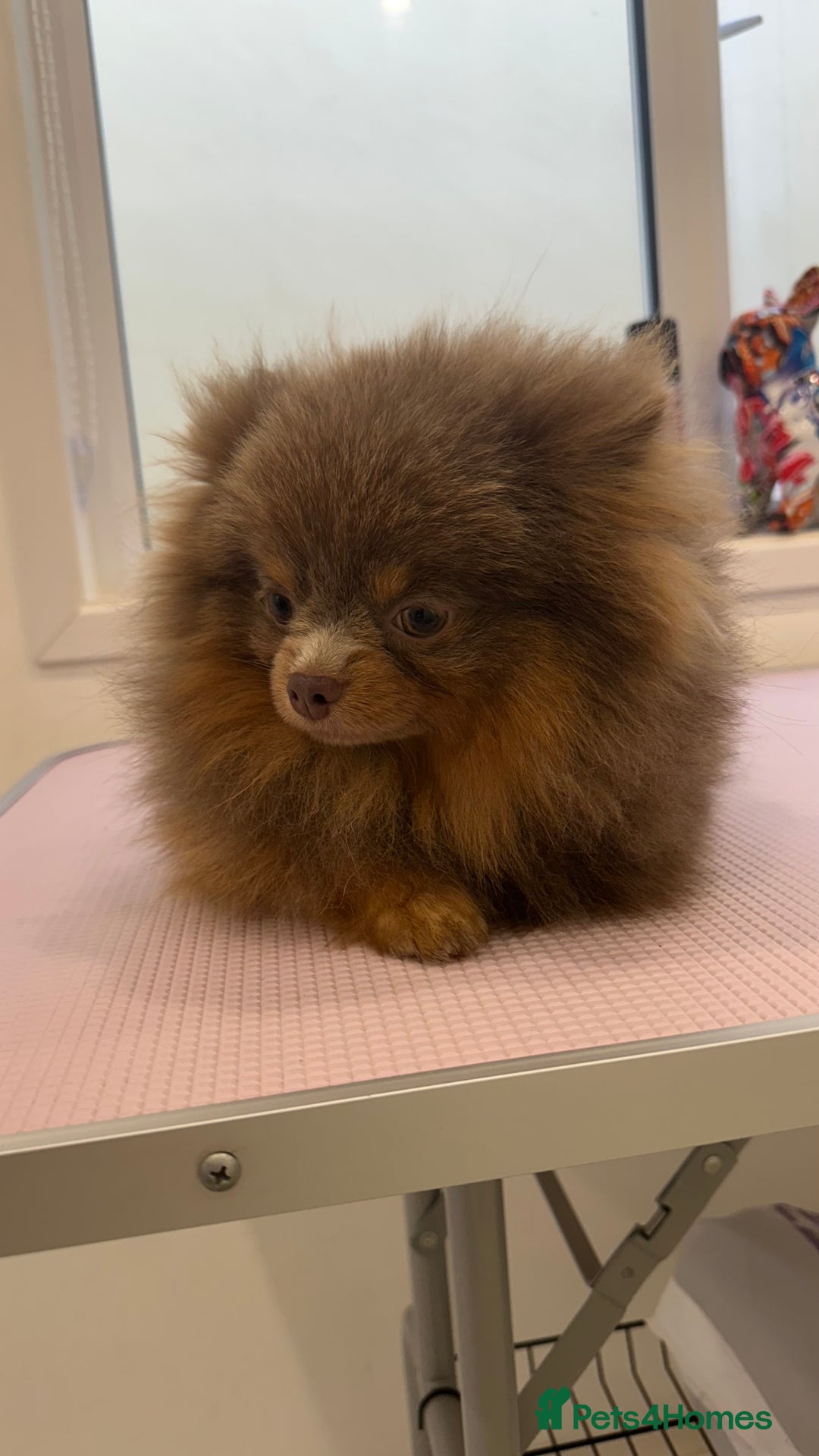 Pomeranian dogs for stud: 1.6kg Lilac/Tan stud ovulation test included  - Image 8