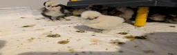 Chickens poultry for sale: Silkie Chicks mixed colours 17 left  in Hebburn - Advert 6