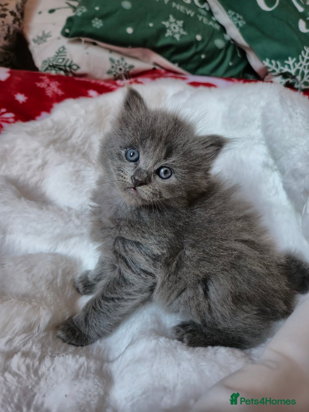 Mixed Breed cats for sale: Ragdoll x - Advert 1