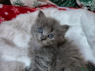 Mixed Breed cats Ragdoll x - Advert 1