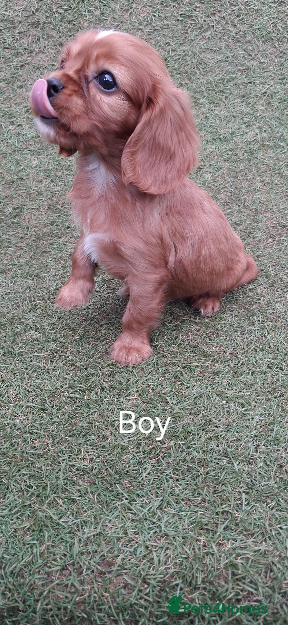 Cavalier King Charles Spaniel Puppy 1