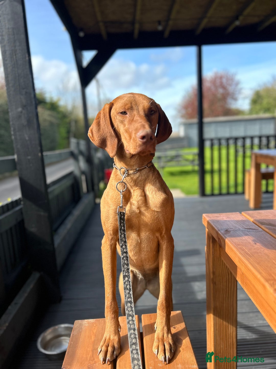 Hungarian Vizsla dogs for sale: Female Hungarian Vizsla Gia for sale - Image 6