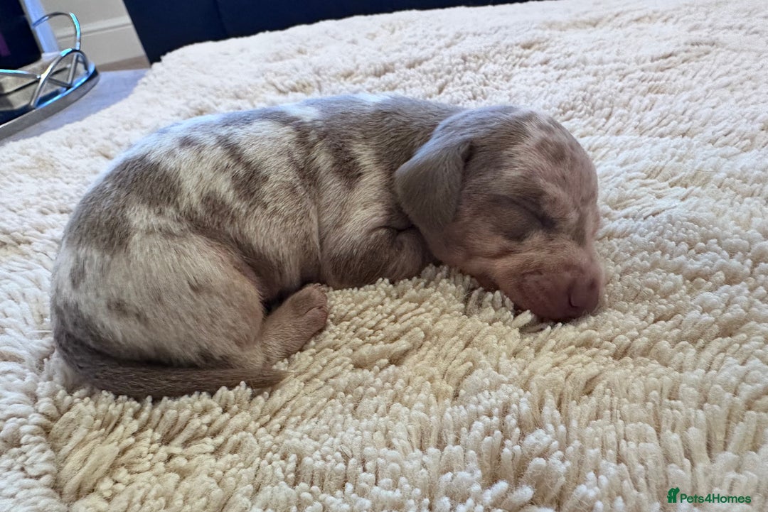 Miniature Dachshund dogs for stud: 💎🐾KC Isabella dapple stud🐾💎 - Image 7