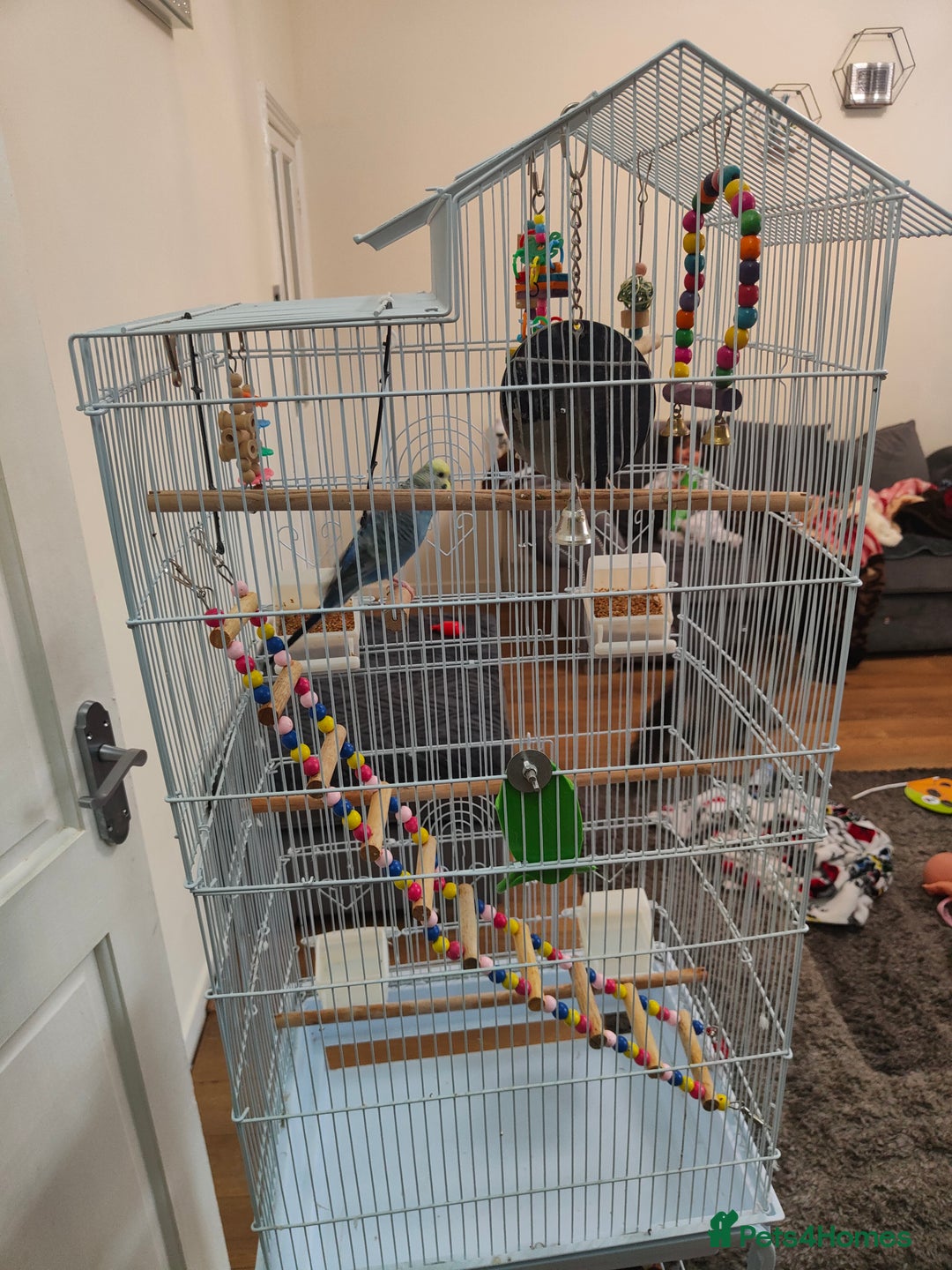 Budgerigars birds for sale: Budgie and cage for sale - Image 4