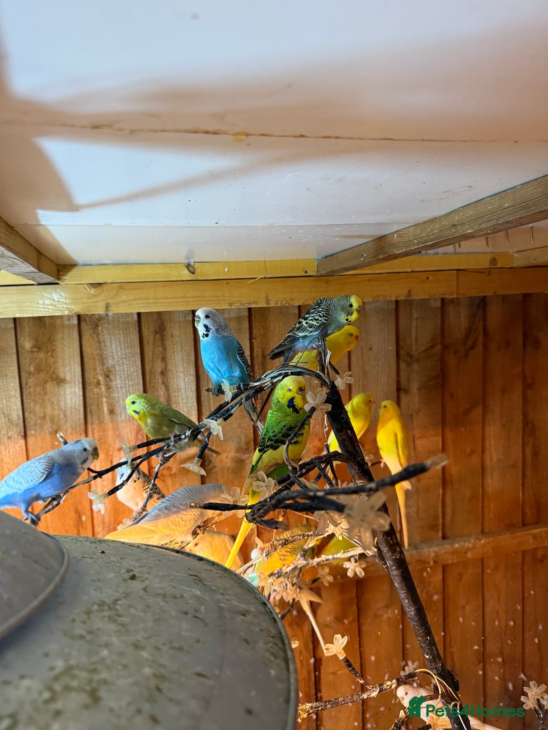 Budgerigars birds for sale: Budgies  - Image 3