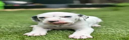 Dalmatian dogs for sale: Beautiful KC Registered Dalmatian Puppies - Advert 11